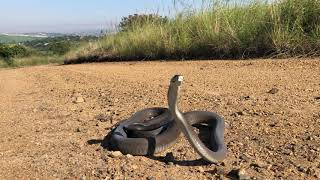 Black mamba in Durban South Africa [upl. by Megen]