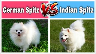 German Spitz vs Indian Spitz । Which dog is best as your pet । Dog vs Dog All Details । Pets Vlogger [upl. by Rennob]