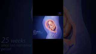 fetus development  40 weeks of pregnancy  medical [upl. by Elyc]