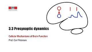 33 Presynaptic dynamics [upl. by Jamill]