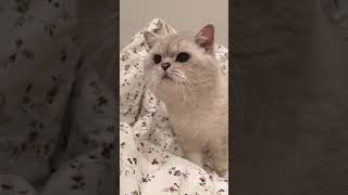 Our cat Apollo Tried to Meow While Shaking Head shorts [upl. by Jaylene]