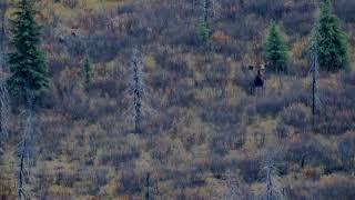 Giant Yukon Moose Widrig Hunting [upl. by Narine]