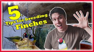 5 Easy TIPS to Increase Your FINCHES Breeding Succes The Bird Gallery [upl. by Llenal152]