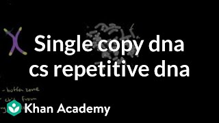 Telomeres and single copy DNA vs repetitive DNA  MCAT  Khan Academy [upl. by Nwahsav]