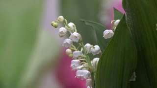 Muguet du 1er mai J1 pour les fleuristes [upl. by Unni]