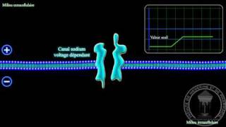 Physiologie du système nerveux  Linflux nerveux [upl. by Sabina]