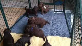 Nestje 2013  Week 4 video 1  Freonskip Australian Labradoodles [upl. by Chambers]