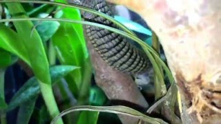 Captive bred pair Abronia graminea quotBlack Eyequot in their enclosure [upl. by Annaitat163]