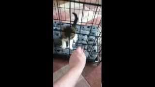 Kitten escapes new cage with ease [upl. by Leerzej469]