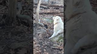 My Great Pyrenees arent stubborn [upl. by Woodhouse]