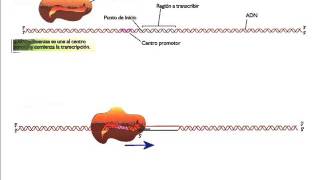 Transcripción del ADN  Genética molecular [upl. by Janus]