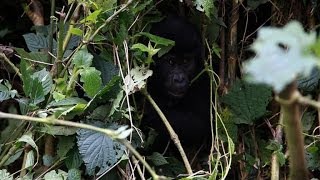 Ugandan gorillas bring tourist dollars but tensions remain [upl. by Aratahs919]