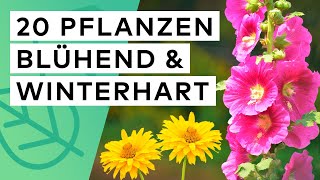 20 ganzjährig blühende winterharte Pflanzen 🌼 🌺 Standort ✓ Blütezeit ✓ Höhe ✓ Boden ✓ [upl. by Nathanil]