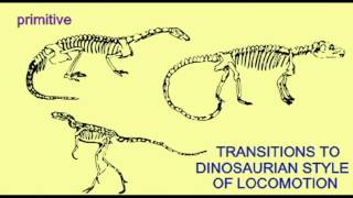 PL2 TRANSITIONAL FOSSILS IN DINOSAUR EVOLUTION [upl. by Eimirej]