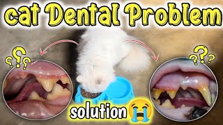 Cat dental health care 😭  How to cleaning your cats teeth at home  Cat Dental Problem amp Products [upl. by Aiciruam]