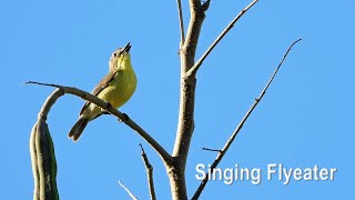 A Singing Goldenbellied Flyeater in 4K [upl. by Nilyak]