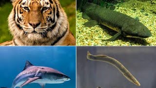 Difference between chordates and vertebrates [upl. by Aerdua]