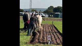 Ploughing Championships 2024 Co Laois [upl. by Rossing]