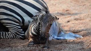 Nacimiento de una cebra en directo en la Sabana de BIOPARC Valencia [upl. by Micah295]