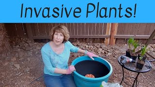 Keep Invasive Plants in Control  Plant Them in a Container 🌿 [upl. by Ytsirc433]