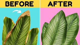 10 Awesome Tips to Stop Brown Tips on Your Calathea [upl. by Figge]