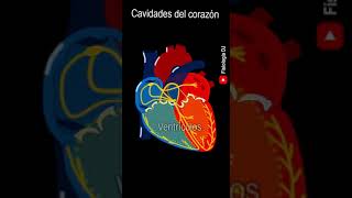 Anatomía del corazón  Cavidades del corazón  Anatomía cardíaca  Anatomía del corazón humano [upl. by Aliakim]