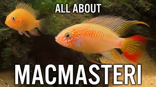 Apistogramma Macmasteri Care Guide [upl. by Bohman658]