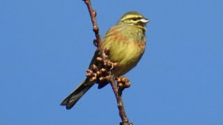 BRUANT ZIZI chant doiseau [upl. by Crystal]