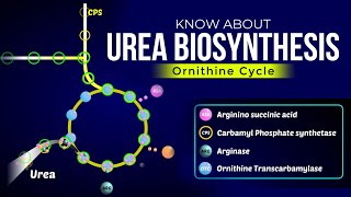 Urea Biosynthesis  Ornithine Cycle  Ureotelism [upl. by Casper]