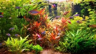 How to Remove Red Algae from Fish Tank  Aquarium Care [upl. by Kannan527]