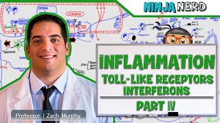 Immunology  Inflammation Toll Like Receptors and Interferons Part 4 [upl. by Ruhl]