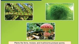 Reproduction Through Spores  Environmental Studies Class 5 [upl. by Novyad]