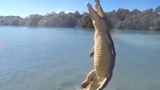 Largest Crocodile Jumping for meal  Alligator Jumps to attack Viral Video 2015 [upl. by Ob]