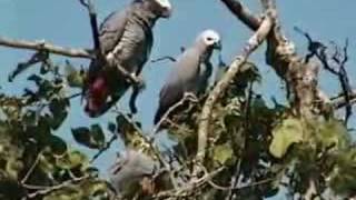 African Grey Parrots waking up in Cameroon [upl. by Walli]