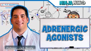 Autonomic Pharmacology  Adrenergic Agonists [upl. by Einwahr]