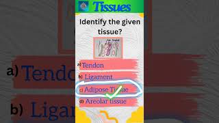 Tissues Part 7  Animal tissues  Class 9 Science  Connective tissue  shorts [upl. by Harl]