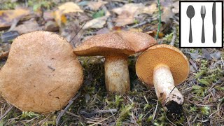 Maślak trydencki Suillus tridentinus [upl. by Kenny]