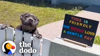 Pittie Patiently Waits By The Fence Each Morning To Greet His Neighbors  The Dodo [upl. by Mauralia743]