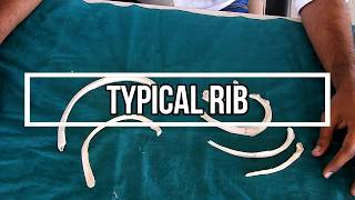 Typical Rib [upl. by Egin]