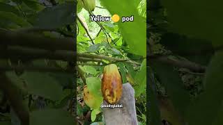 Effects of yellow pod on cacao plantscacao yellowpodagriculturefruit farming kodyglobal [upl. by Ataga]