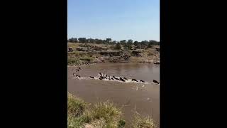 African Safari Migration Season  The Great Migration in Africa Where When amp Why You Should See It [upl. by Berta513]