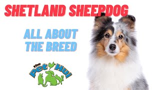 All About Dog Breed Shetland Sheepdog [upl. by Acirema]