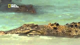 Les crocodiles marins dAustralie Documentaire Français [upl. by Conti826]