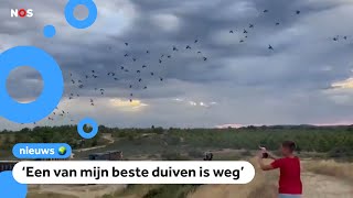 Duizenden waardevolle duiven zoek door onweer [upl. by Samuele]