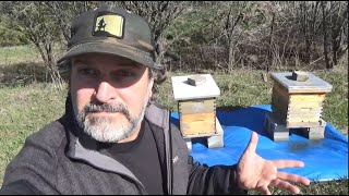 I Explain Why The Big Blue Tarp Under and Around My Bee Hives [upl. by Aseela635]