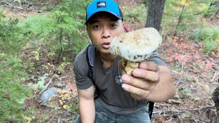 Pine Mushroom Foraging and Hunting [upl. by Essyle]