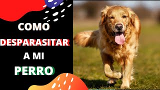 🔥10 Remedios Caseros para DESPARASITAR PERROS🔥🐕‍🦺 [upl. by Spratt]