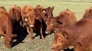 Limousin heifers autumn born 2015 2nd video group [upl. by Hegarty769]