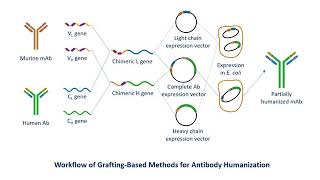 Antibody Humanization Service  Creative Biolabs Updated Version [upl. by Ethelin445]