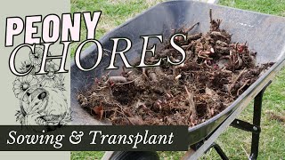 SPRING PEONY CHORES PLANTING PEONIES FROM SEED  SPRING TRANSPLANTS [upl. by Aivil]